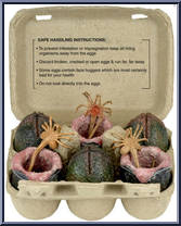 LV-426 Cage-Free Eggs from Aliens - Box Sets manufactured by Neca [Front]
