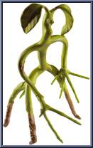 Bowtruckle (Fantastic Beasts) Action Figure