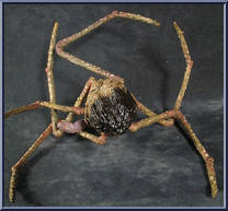 The Thing (Norris Creature and Spider) from Movie Maniacs - Series 3 manufactured by McFarlane [Loose]