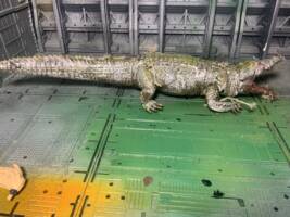 Albine alligator (Horror) Custom Action Figure